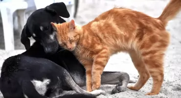 Bezpłatna kastracja psów i kotów w gminie Czyżew. Ruszył nabór wniosków