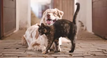 Kolejna gmina rusza z akcją kastracji zwierząt. Można skorzystać z bezpłatnych zabiegów