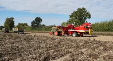 Żółtlica drobnokwiatowa w ziemniakach – jak skutecznie wygrać walkę o czyste redliny?