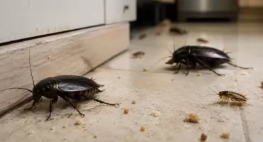 Kiedy warto zamówić zwalczanie karaluchów?
