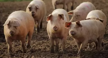 Do 100 tys. zł na zabezpieczenie gospodarstw przed ASF. Wnioski do 1 października